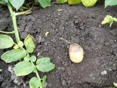 马铃薯软腐病田间症状