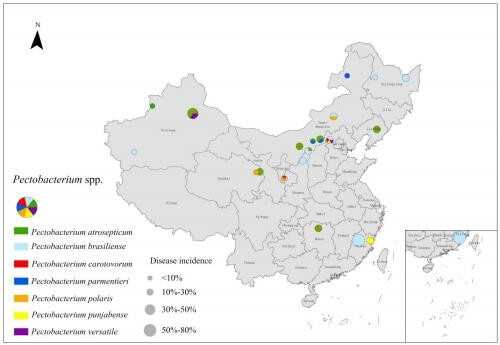 我国马铃薯茎腐病疑似样株采集点分布