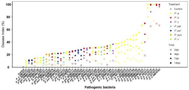 不同果胶杆菌菌株接种后病情指数变化